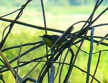 Common Tody-Flycatcher